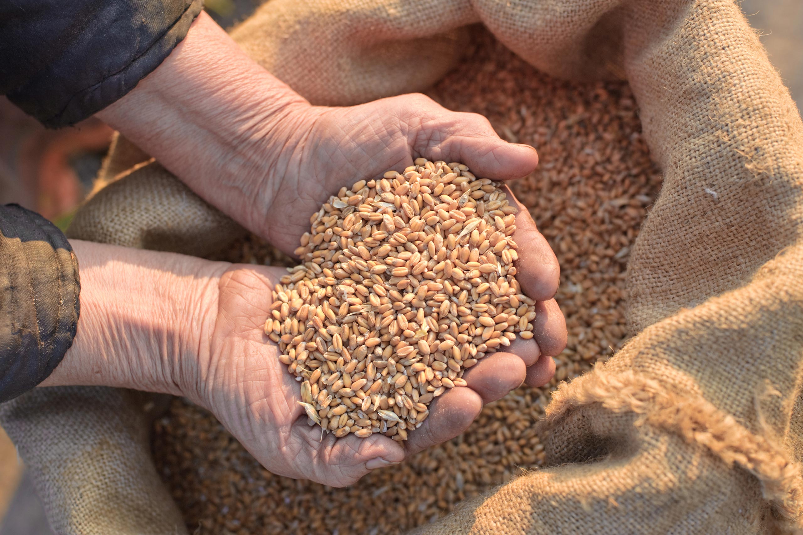 hands holding grain